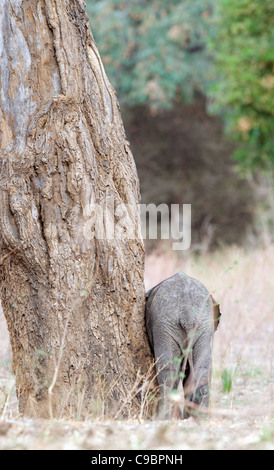 Rear view elephant Loxodonta africana scratching itself against tree Mana Pools National Park Mashonaland North Province Stock Photo