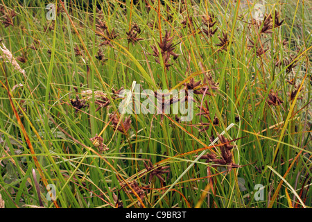 Sea club-rush (Bolboschoenus maritimus : Cyperaceae), UK Stock Photo