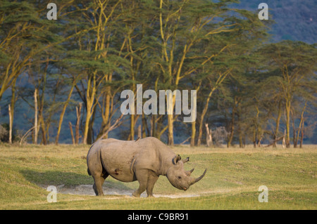 Black rhinoceros (Diceros bicornis michaeli) East African sub-species, Lake Nakuru National Park, Kenya Stock Photo