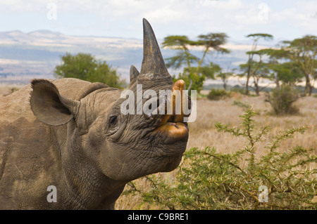 Black rhinoceros (Diceros b. michaeli), also known as hook-lipped rhino, Lewa Downs Wildlife Conservancy, Kenya. Stock Photo