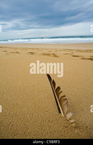 Close-up view of bird feather in beach sand, Sardinia Bay, Port Elizabeth, Eastern Cape Province, South Africa Stock Photo