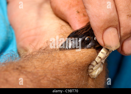 Large Whipsnake (Coluber jugularis) bites the hand of its handler photographed in Israel in May Stock Photo