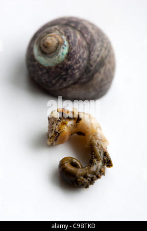Cooked Winkle or Periwinkle Stock Photo - Alamy