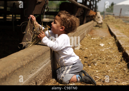 Two year baby boy feeds a cow on a dairy farm Stock Photo