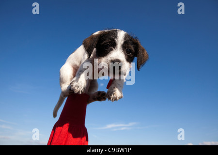 cute puppy dog held up in the air. dog is a cross between a Jack Russell and a Bichon Frise