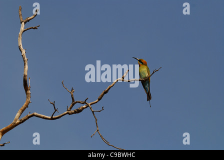 Rainbow Bee-eater Merops ornatus Nitmiluk National Park Northern Stock Photo