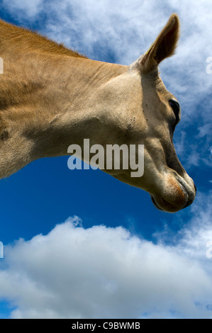 The head of a Jersey cow chewing grass.. Stock Photo