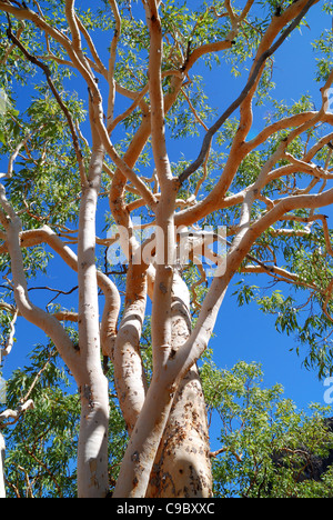 Salmon Gum Eucalyptus tintinnans Kakadu National Park Australia Stock Photo