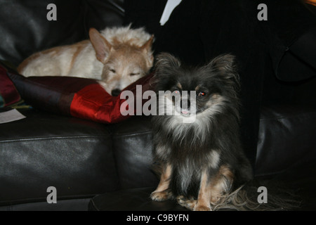 Laying on black sofa a tan and white wire hair mongrel in the foreground a chihuahua or Mexican dog sitting on black stool Stock Photo