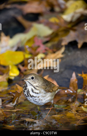 Hermit Thrush (Catharus guttatus faxoni), first year individual bathing among Fall leaves in New York's Central Park. Stock Photo