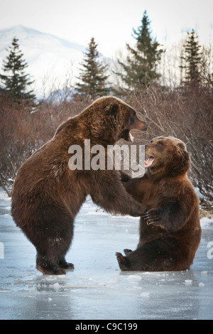 CAPTIVE: Pair of Brown bears fight on the ice at Alaska Wildlife Conservation Center, Southcentral, Alaska, Winter Stock Photo