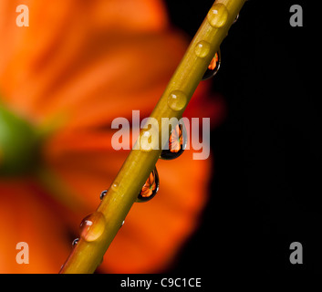 After rain. Close up of drops, reflecting a nice flower. Stock Photo