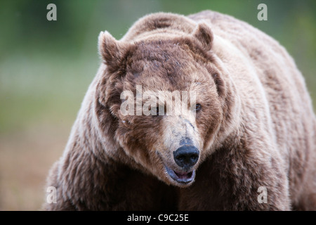 Eurasian Brown bear Finland Stock Photo