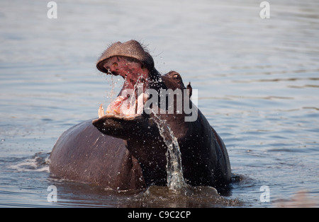 Hippo threat Hippopotamus amphibius Botswana Stock Photo