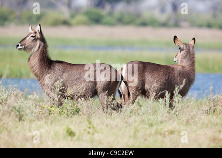Female waterbucks Kobus ellipsiprymnus Botswana Stock Photo