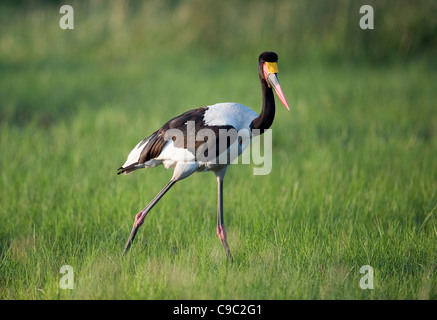 Saddlebill stork Ephippiorhynchus senegalensis Botswana Stock Photo