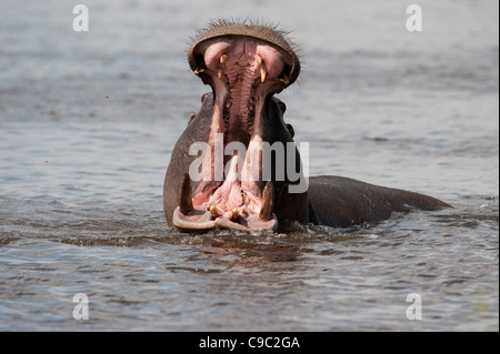 Hippo threat Hippopotamus amphibius Botswana Stock Photo