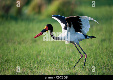 Saddlebill stork preparing to take off Ephippiorhynchus senegal Stock Photo