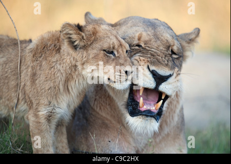 Lioness growling at cub Botswana Stock Photo