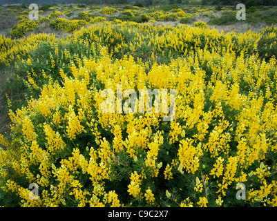 Sulfur Lupine. Northern California coast near Eureka. Stock Photo