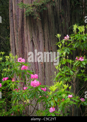 Blooming Rhododendrons and redwood tree. Redwood National and State Parks, California Stock Photo