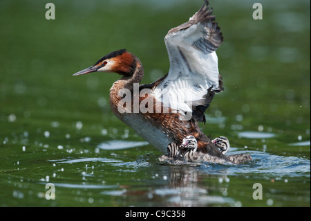 Great crested grebe stretching wings with chicks on lake UK Stock Photo