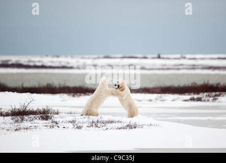 Polar bears sparring Canada Stock Photo