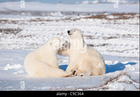 Polar Bears Ursus maritimus  Canada Stock Photo