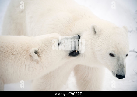 Polar bears sparring Canada Stock Photo