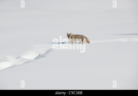 Coyote USA Stock Photo