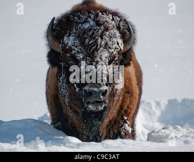 Bison (Bison bison) face covered with snow Stock Photo: 27126820 - Alamy