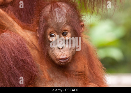 Infant Bornean orangutan with mother (just out of frame). Horizontal format with copyspace. Stock Photo