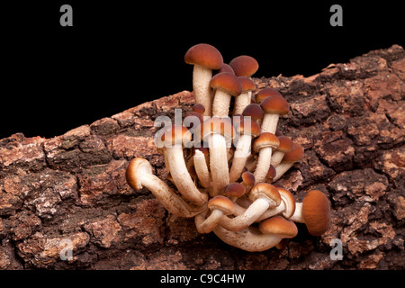Bunch of poplar mushrooms (Pholiota Aegerita) on bark. Stock Photo