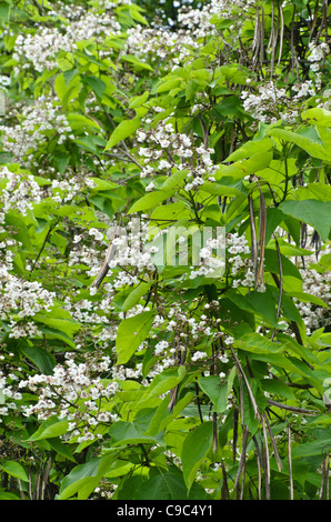 Southern catalpa (Catalpa bignonioides) Stock Photo