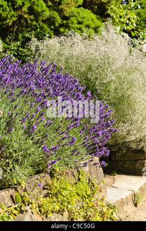 Common lavender (Lavandula angustifolia 'Hidcote Blue') and baby's breath (Gypsophila paniculata 'Schneeflocke') Stock Photo