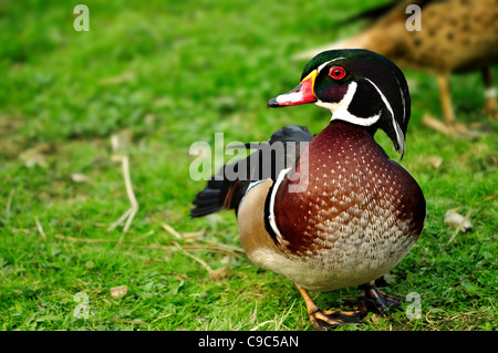 A Wood Duck or Carolina Duck (Aix sponsa) Stock Photo