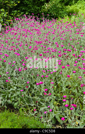 Crown pink (Lychnis coronaria syn. Silene coronaria) Stock Photo