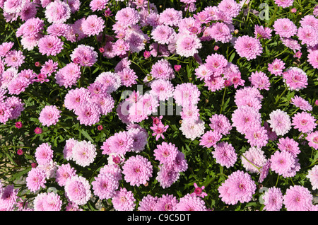 Marguerite (Argyranthemum frutescens 'Summer Melody') Stock Photo