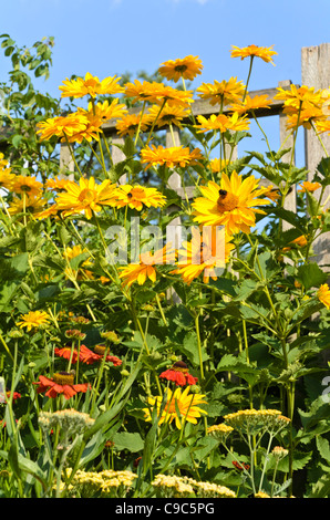 False sunflower (Heliopsis helianthoides var. scabra 'Venus') Stock Photo