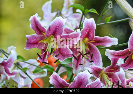 Oriental trumpet lily (Lilium Erfordia) Stock Photo