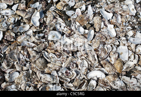 Discarded Oyster shells, Cancale, Brittany, France, Europe Stock Photo