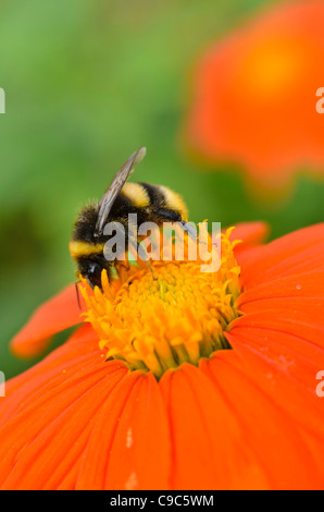 Mexican sunflower (Tithonia rotundifolia) and bumble bee (Bombus) Stock Photo