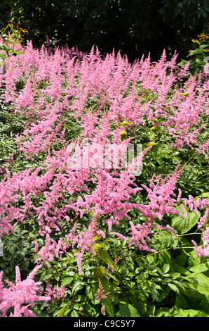 Garden astilbe (Astilbe x arendsii) Stock Photo