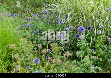 Globe thistle (Echinops), ornamental onion (Allium) and Chinese silver grass (Miscanthus) Stock Photo