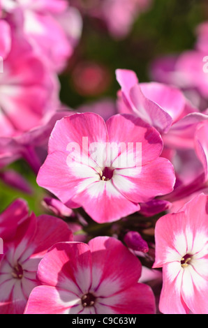 Garden phlox (Phlox paniculata 'Pink Eye Flame') Stock Photo