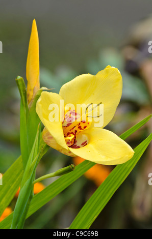 Tiger flower (Tigridia pavonia) Stock Photo