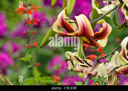 Oriental trumpet lily (Lilium Scheherazade) Stock Photo