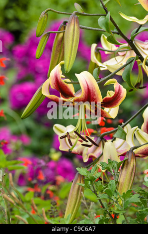 Oriental trumpet lily (Lilium Scheherazade) Stock Photo