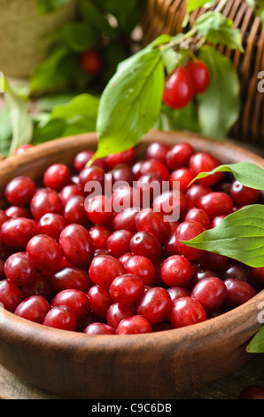 Cornelian cherry (Cornus mas) Stock Photo