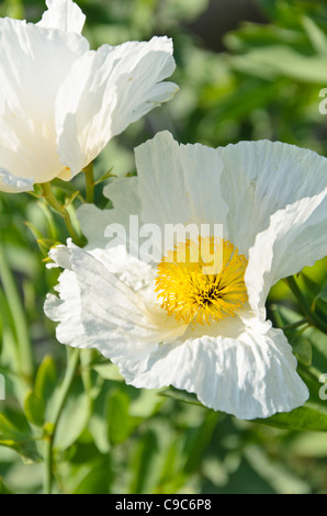 Californian tree poppy (Romneya coulteri) Stock Photo